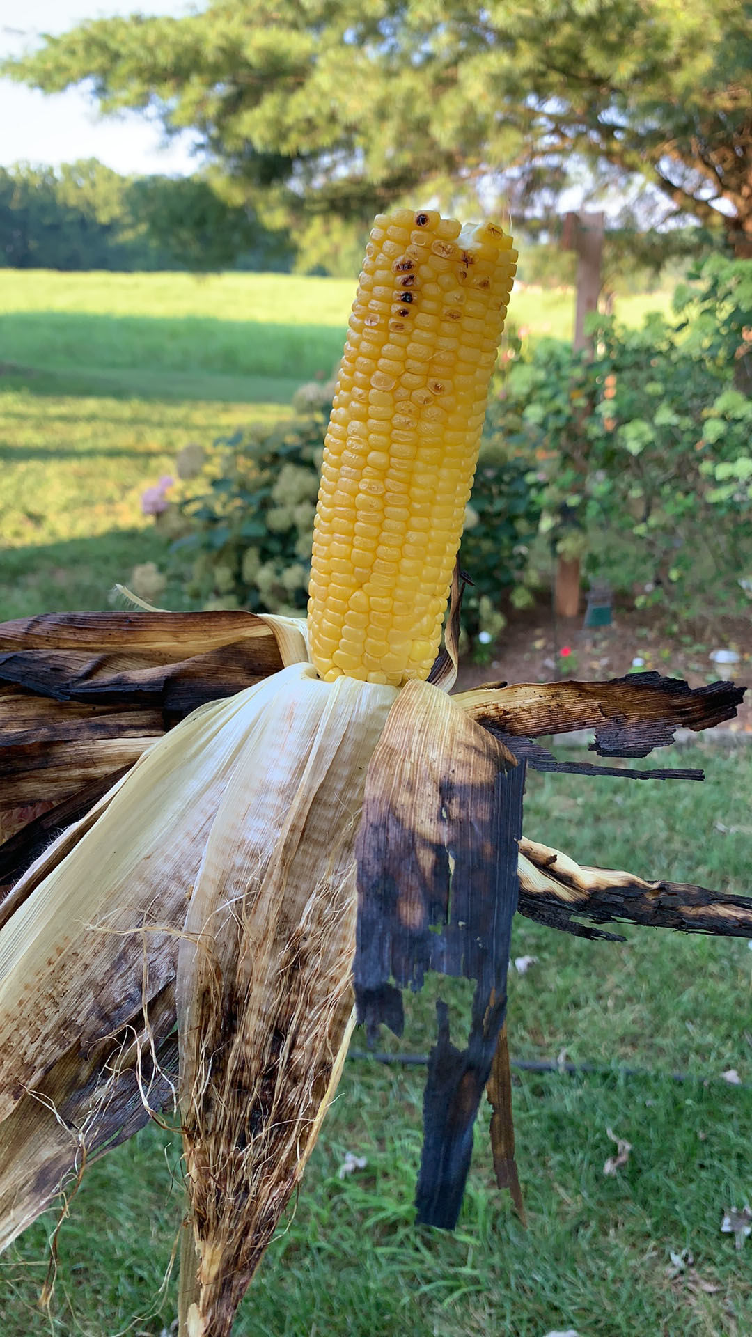 Grilled corn